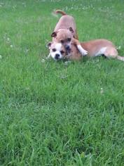 Boston Terrier Dogs for adoption in Pawtucket, RI, USA