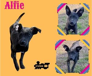 Mutt Dogs for adoption in Lindsay, CA, USA