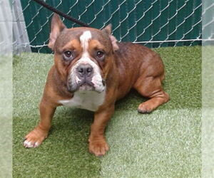 French Bulldog-Unknown Mix Dogs for adoption in Downey, CA, USA