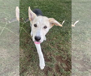 Mutt Dogs for adoption in Phoenix, AZ, USA