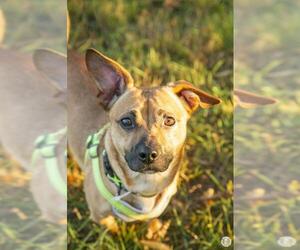 Pin-Tzu Dogs for adoption in Princeton, MN, USA