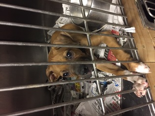 Boxer Dogs for adoption in Del Rio, TX, USA