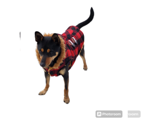 Rat Terrier-Shiba Inu Mix Dogs for adoption in Seaford, DE, USA