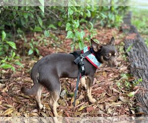 Chihuahua-Unknown Mix Dogs for adoption in Palatka, FL, USA