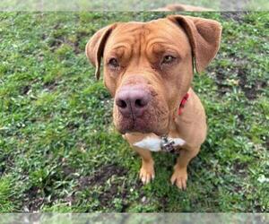 Dogue de Bordeaux-Unknown Mix Dogs for adoption in McKinleyville, CA, USA