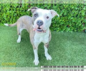 American Bulldog Dogs for adoption in West Palm Beach, FL, USA