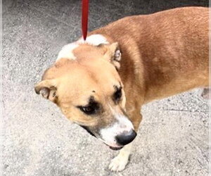 Black Mouth Cur Dogs for adoption in Houston, TX, USA