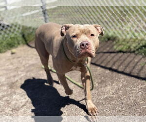 American Pit Bull Terrier-Unknown Mix Dogs for adoption in Virginia Beach, VA, USA