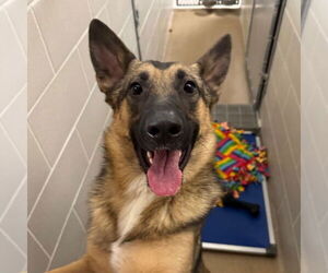 German Shepherd Dog Dogs for adoption in Minneapolis, MN, USA