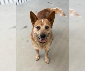 Mutt Dogs for adoption in Santa Barbara, CA, USA