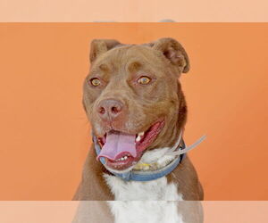 American Pit Bull Terrier Dogs for adoption in Pasadena, CA, USA