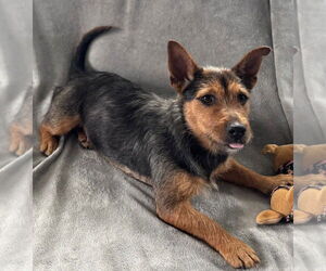 Mutt Dogs for adoption in Sanford, FL, USA