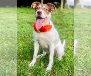 Mutt Dogs for adoption in Ceres, VA, USA