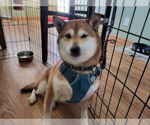 Shiba Inu Dogs for adoption in Omaha, NE, USA