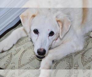 Labrador Retriever-Unknown Mix Dogs for adoption in Delaplane, VA, USA