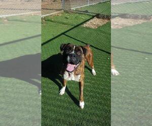 Boxer Dogs for adoption in Loganville, GA, USA