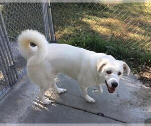 Huskies -Labrador Retriever Mix Dogs for adoption in Mitchell, SD, USA