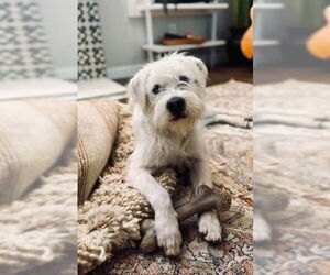 Mutt Dogs for adoption in San Diego, CA, USA