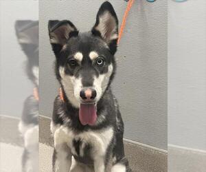 German Shepherd Dog-Siberian Husky Mix Dogs for adoption in Las Vegas, NV, USA