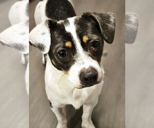 Chihuahua-Unknown Mix Dogs for adoption in oakland, FL, USA