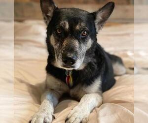 Alaskan Malamute-Huskies  Mix Dogs for adoption in Brooklyn, NY, USA