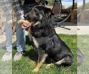German Shepherd Dog-Unknown Mix Dogs for adoption in Incline Village, NV, USA