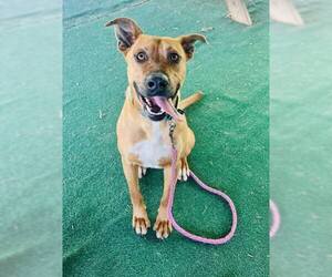 Retriever -Unknown Mix Dogs for adoption in Clarkesville, GA, USA
