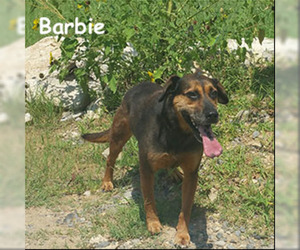 Medium Photo #1 Labrador Retriever-Unknown Mix Puppy For Sale in Shreveport, LA, USA