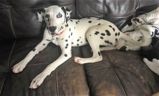 Dalmatian Dogs for adoption in Buffalo, NY, USA