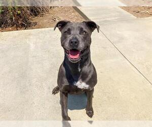 American Pit Bull Terrier Dogs for adoption in Orange, CA, USA