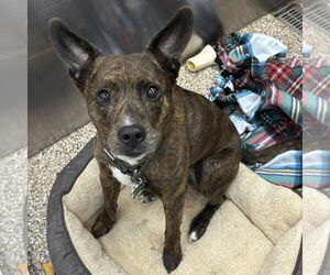Mutt Dogs for adoption in Martinsburg, WV, USA