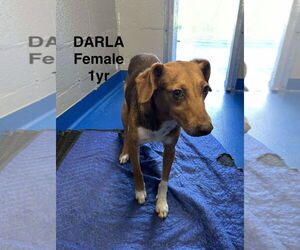 Beagle-Unknown Mix Dogs for adoption in Woodbury, NY, USA