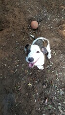 Basset Hound-Unknown Mix Dogs for adoption in Pensacola, FL, USA
