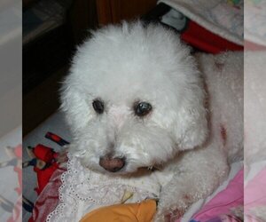 Bichon Frise-Unknown Mix Dogs for adoption in Placentia, CA, USA