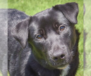 Mutt Dogs for adoption in Huntley, IL, USA