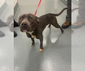 American Pit Bull Terrier Dogs for adoption in Baytown, TX, USA