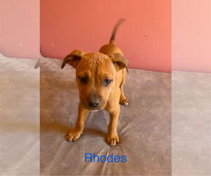 American Pit Bull Terrier-Labrador Retriever Mix Dogs for adoption in Topeka, KS, USA