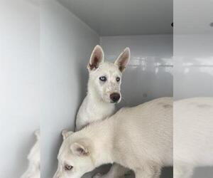 - Mix Dogs for adoption in Houston, TX, USA