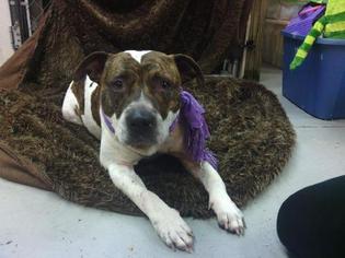 Staffordshire Bull Terrier Dogs for adoption in Belleville, MI, USA