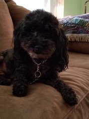 Poodle (Standard)-Unknown Mix Dogs for adoption in Apopka, FL, USA