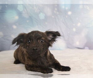 Dachshund-Unknown Mix Dogs for adoption in Oroville, CA, USA