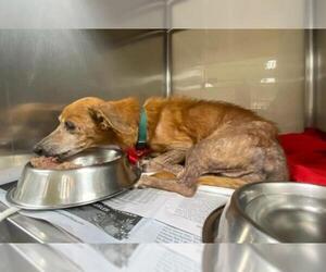 Chihuahua-Unknown Mix Dogs for adoption in San Antonio, TX, USA