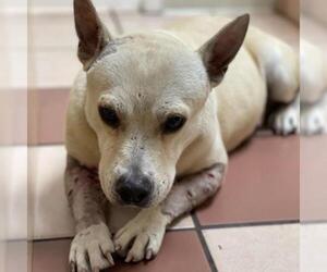 Carolina Dog Dogs for adoption in Plantation, FL, USA
