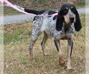 Bluetick Coonhound Dogs for adoption in Prattville, AL, USA