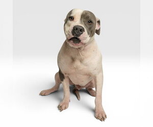 Mutt Dogs for adoption in Rowlett, TX, USA
