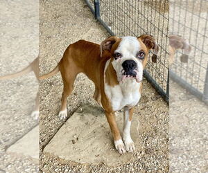 Boxer Dogs for adoption in Austin, TX, USA