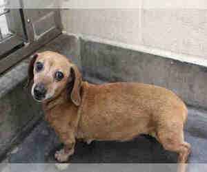 Dachshund Dogs for adoption in Upland, CA, USA