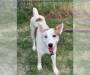 Australian Shepherd-Bull Terrier Mix Dogs for adoption in Dallas, TX, USA