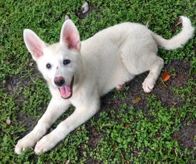 Medium Photo #1 German Shepherd Dog Puppy For Sale in Sanford, FL, USA