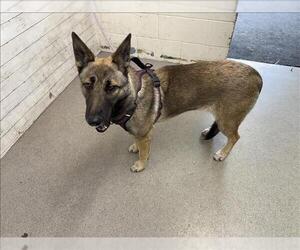 Mutt Dogs for adoption in San Bernardino, CA, USA